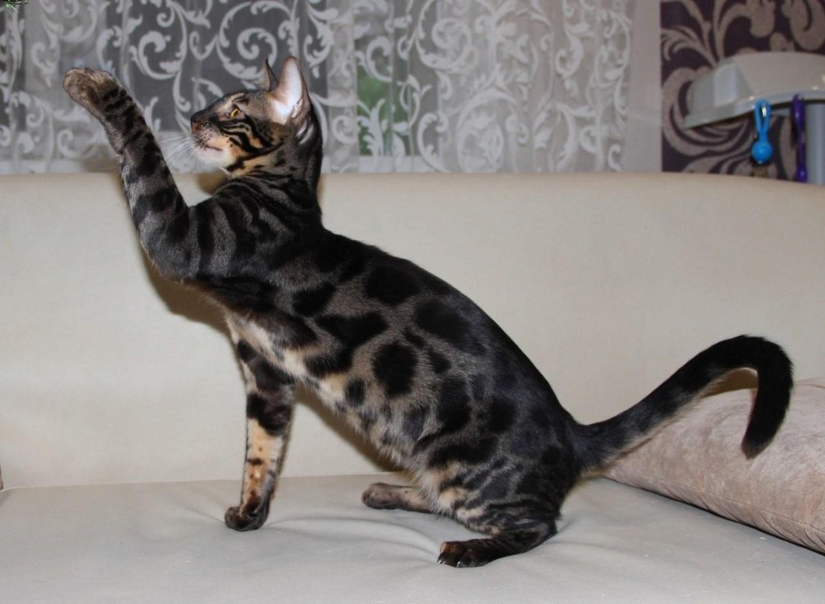 Окрас Lynx бенгалов