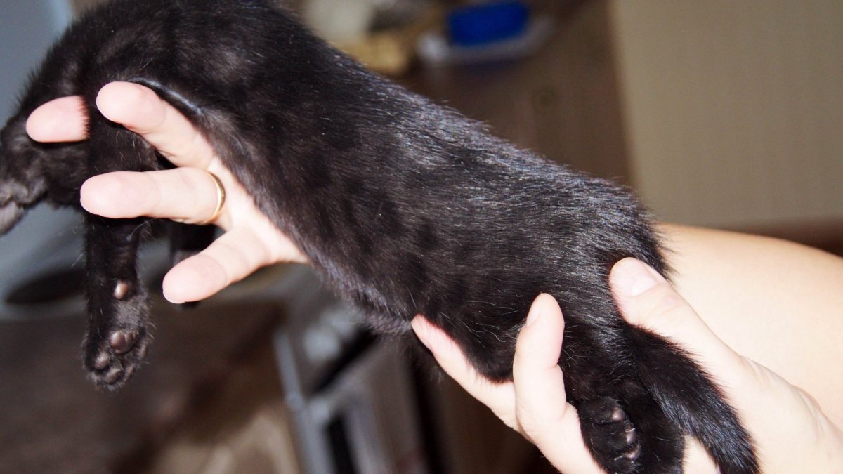 Бенгальская кошка снежный Барс