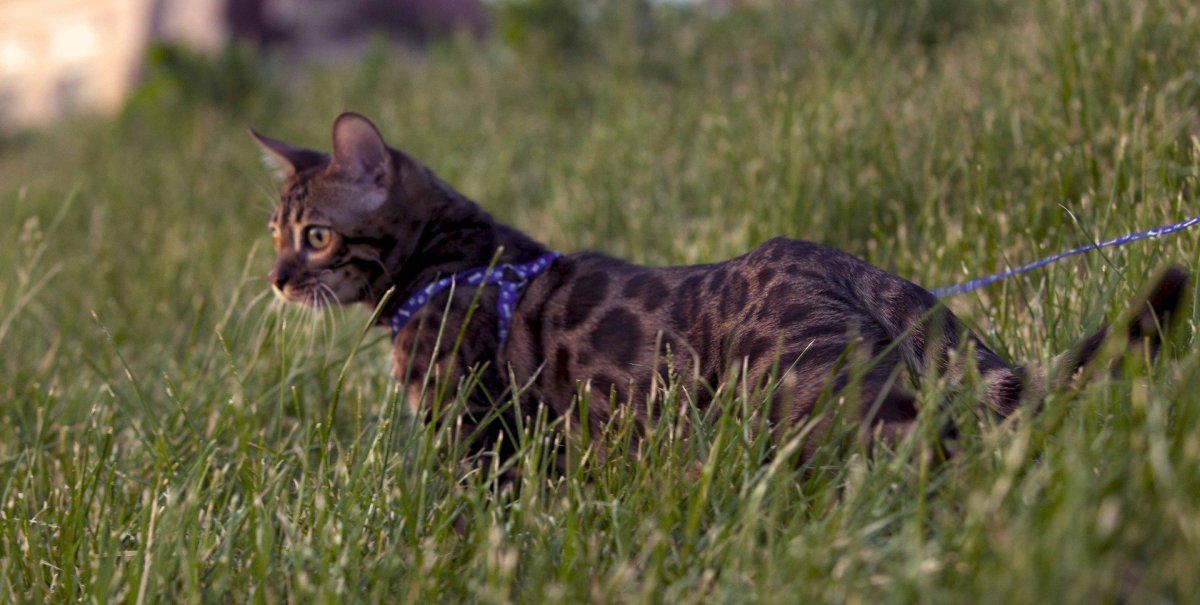 Подугленные бенгалы