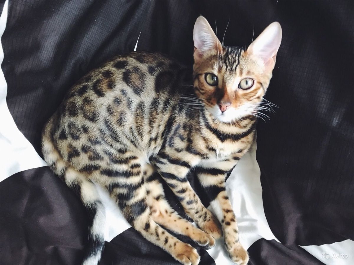 Пантеретта кошка