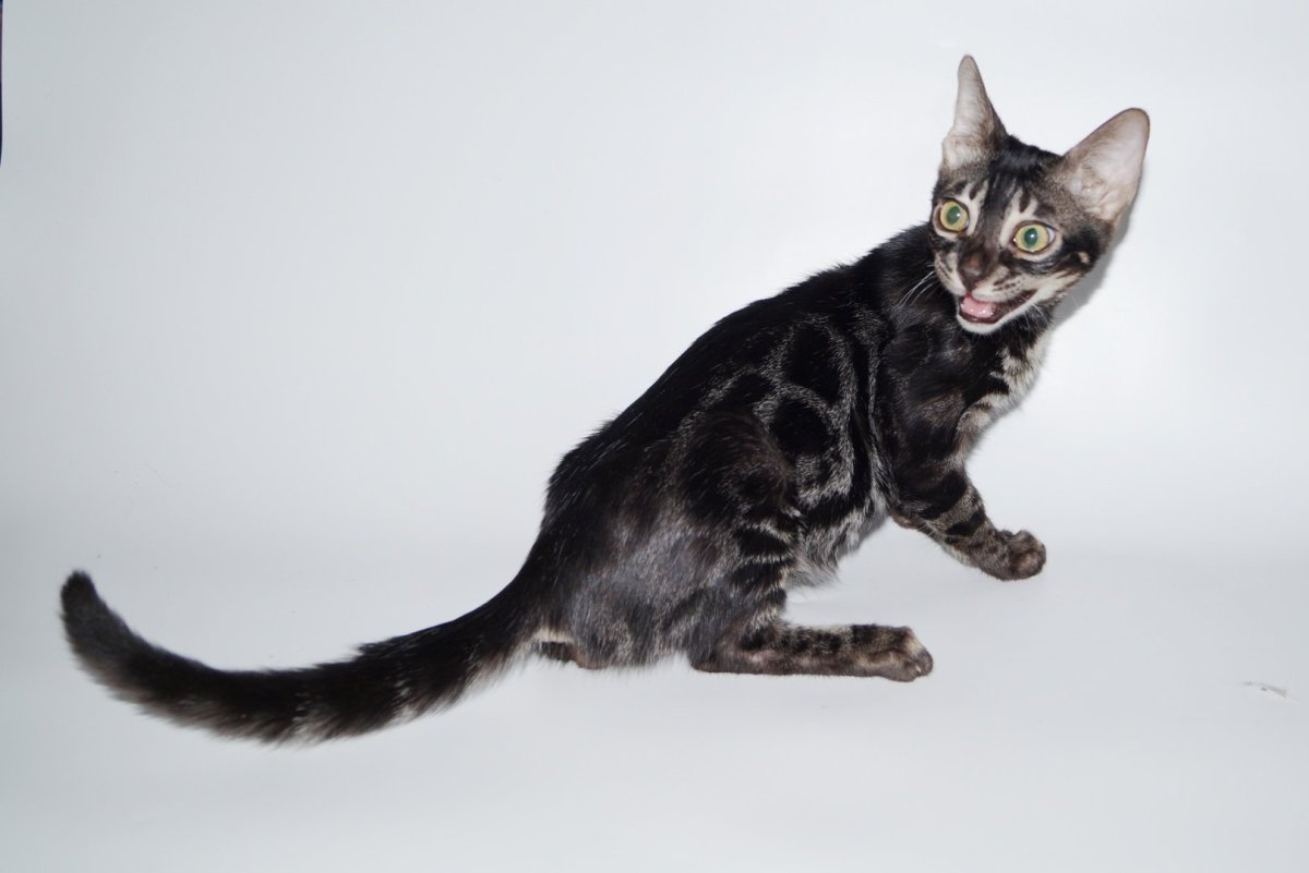 Бенгальская кошка меланистик черная