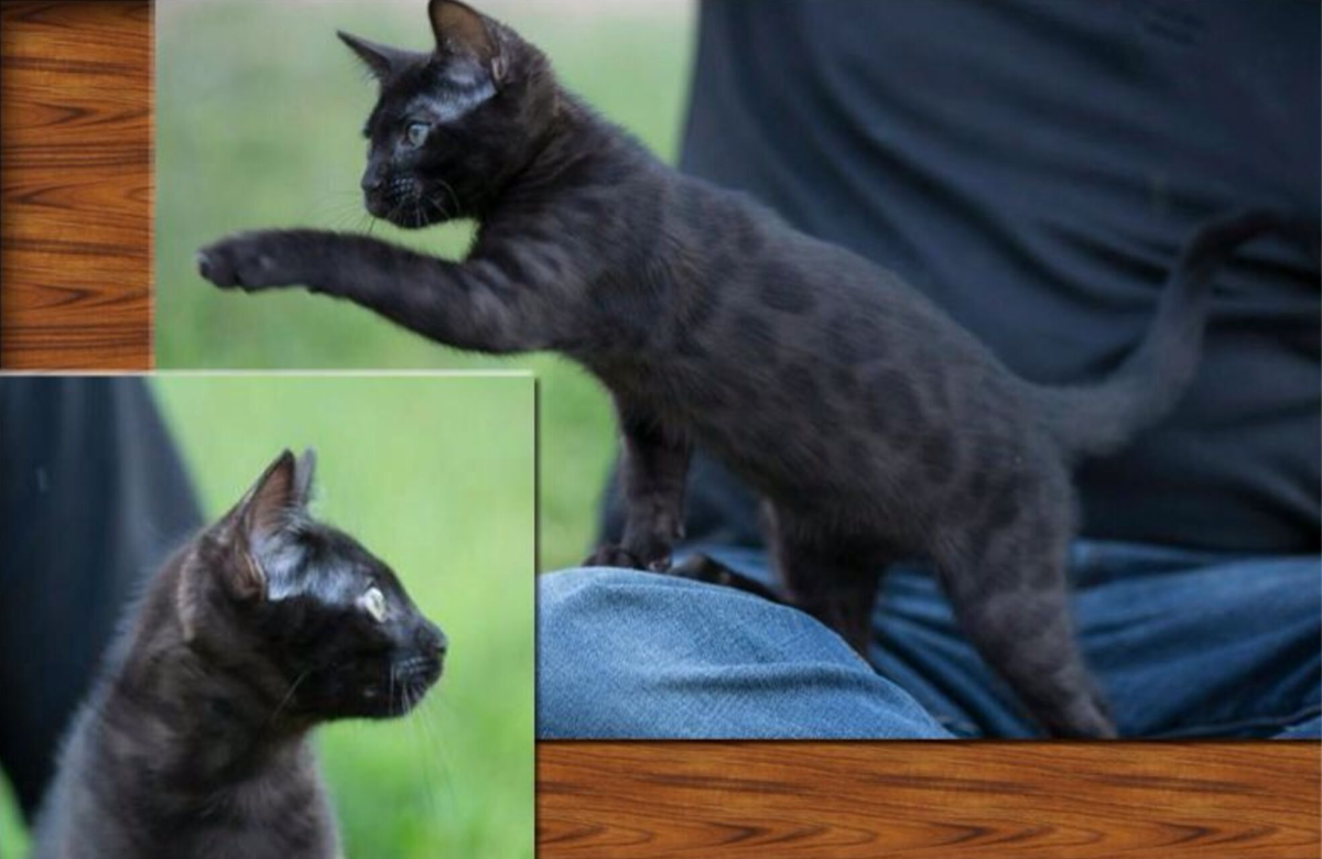 Черный бенгал меланистик