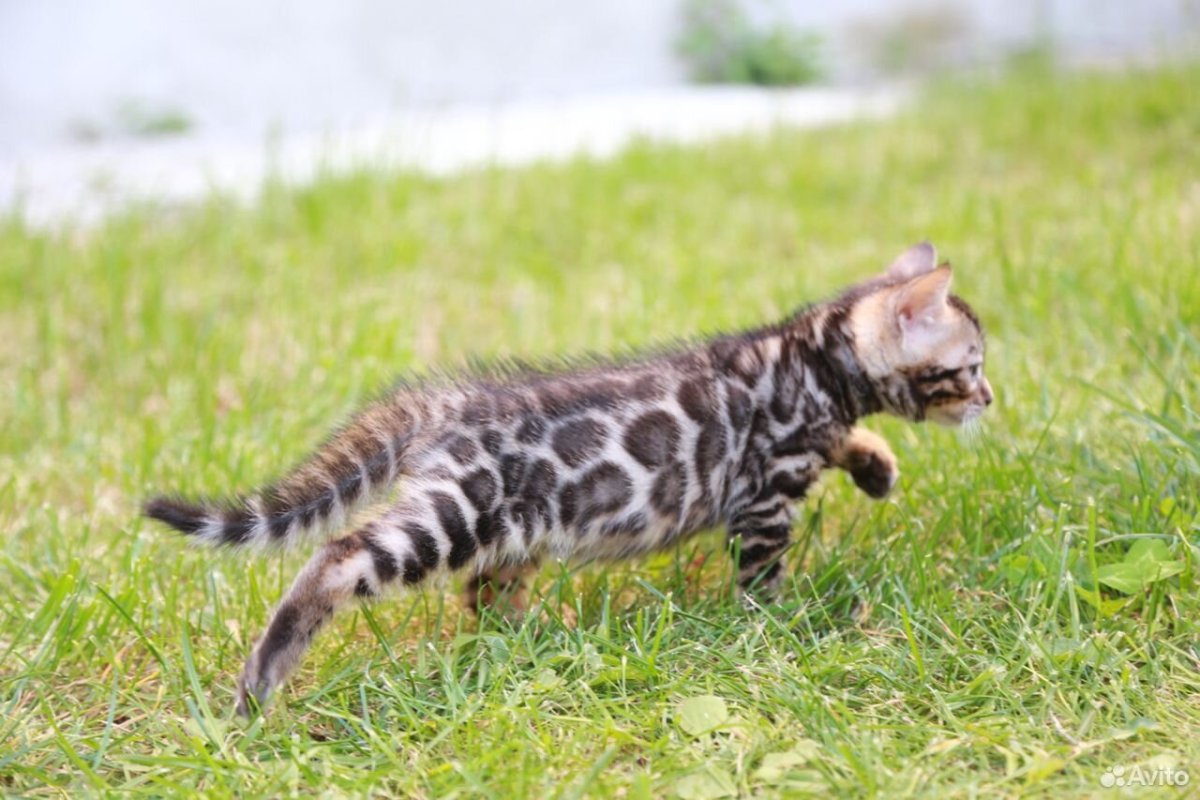 Бенгальские котята меланистик