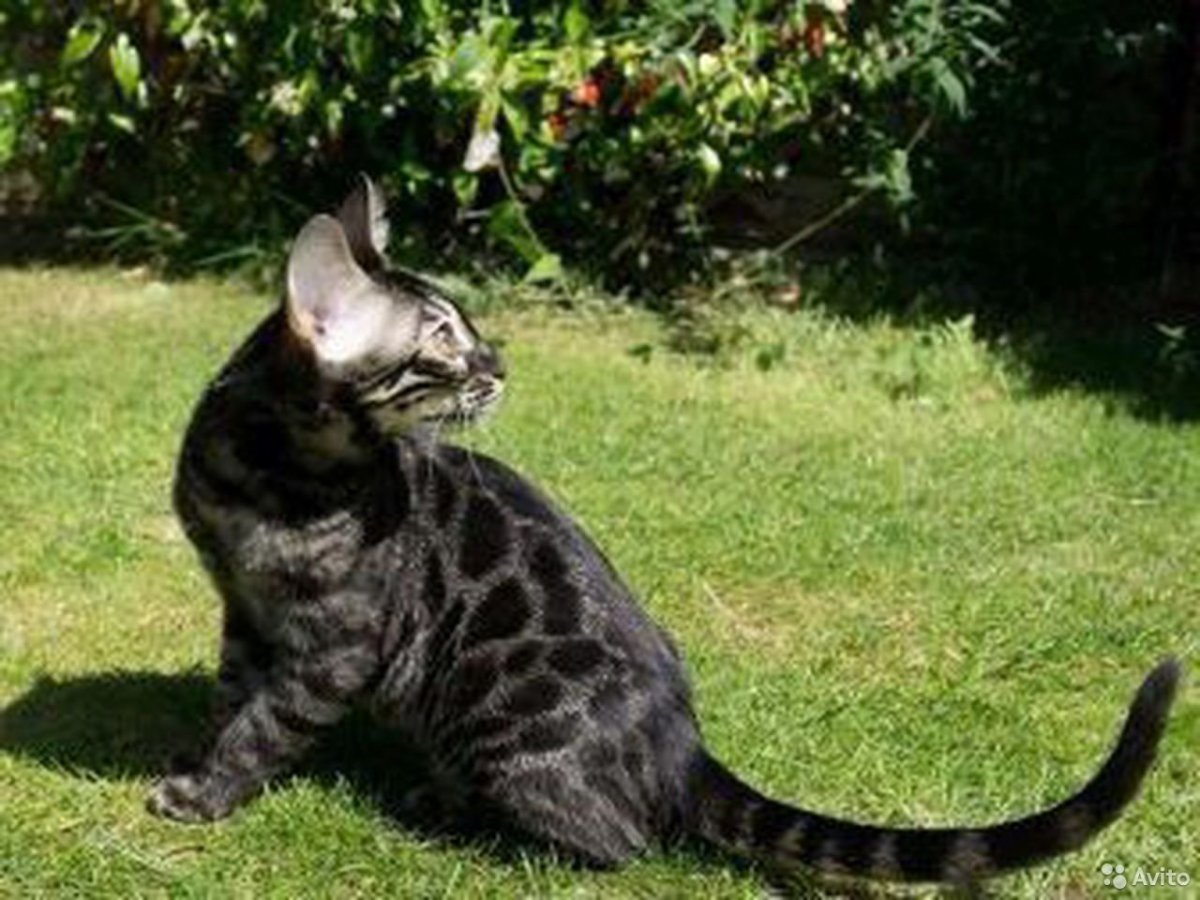Бенгальская кошка