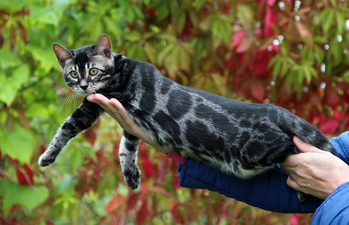 Подугленный Браун черный пятнистый бенгал