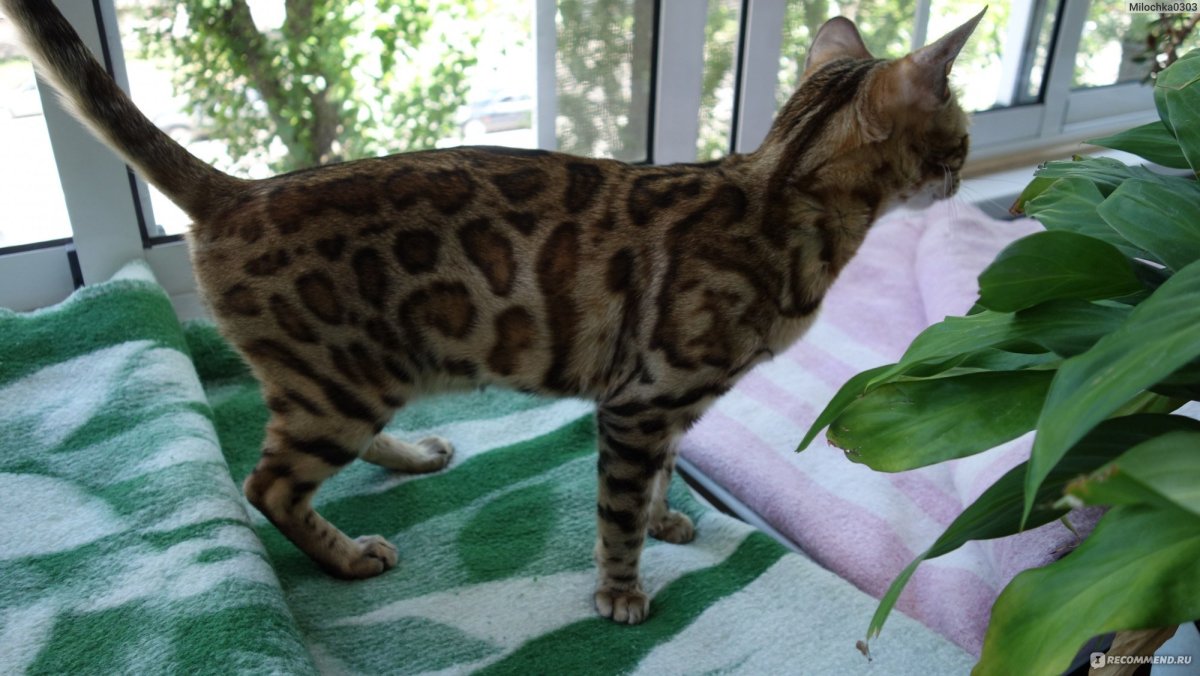 Бенгальская кошка меланистик