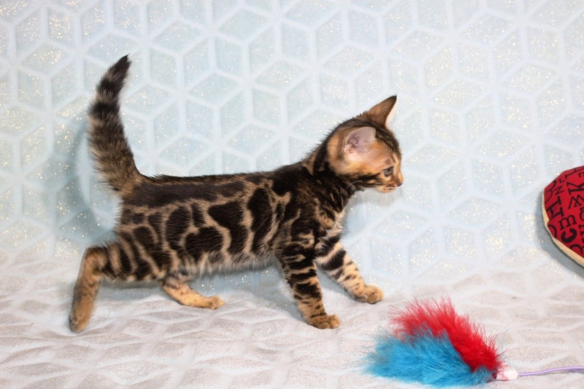 Голубые бенгалы