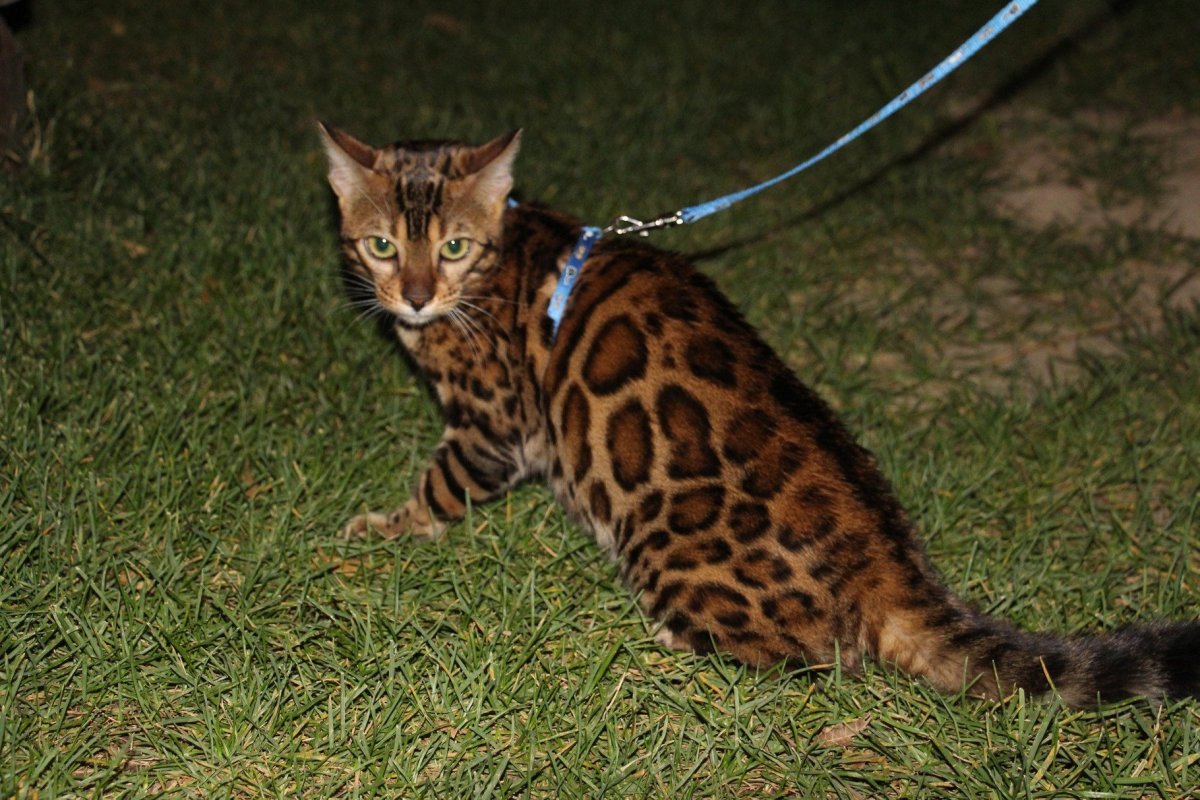 Угольный бенгал меланистик