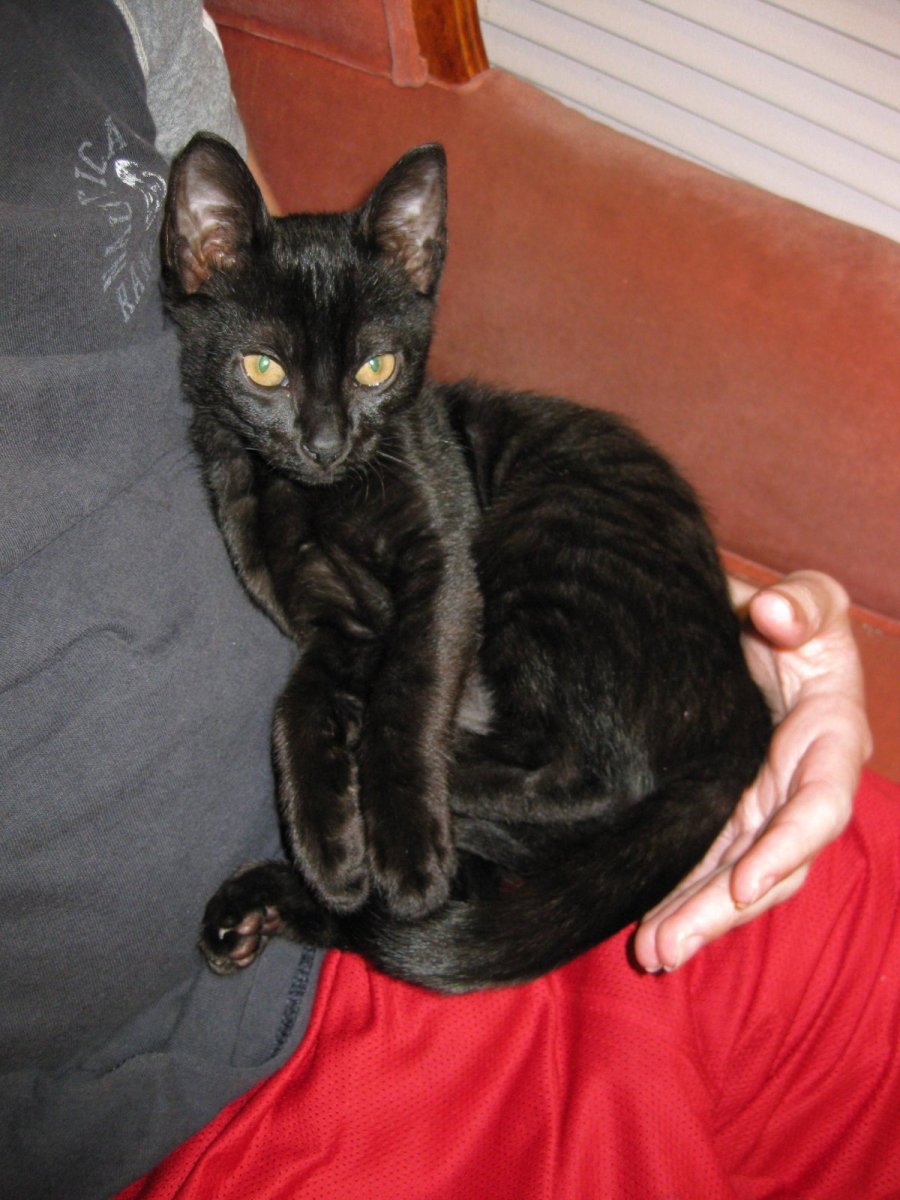 Бенгальские кошки разведение