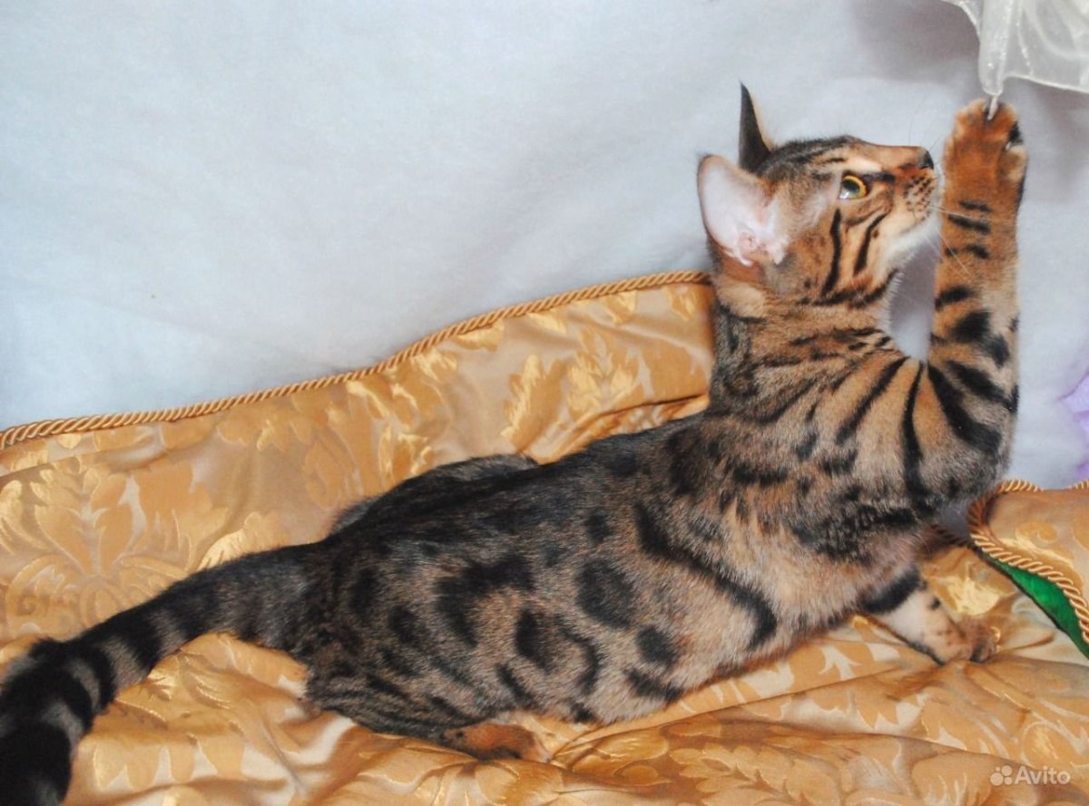 Бенгальская кошка миланист
