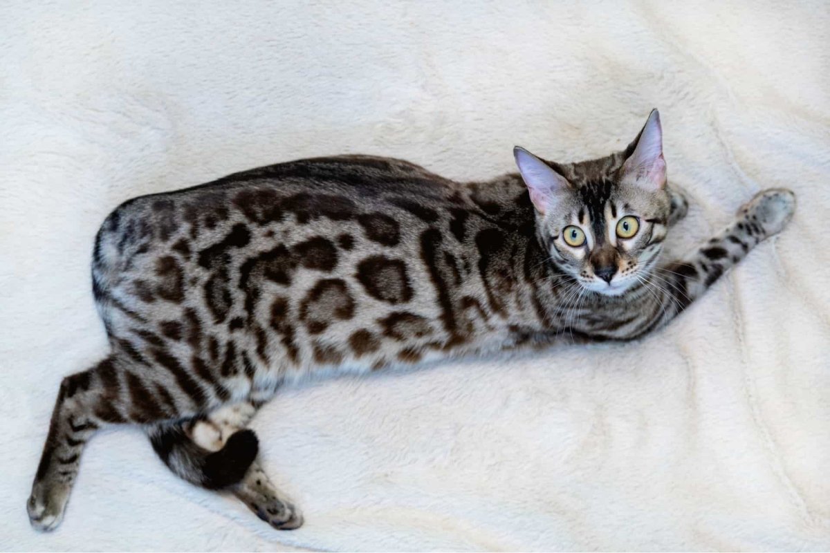 Браун Марбл бенгалы