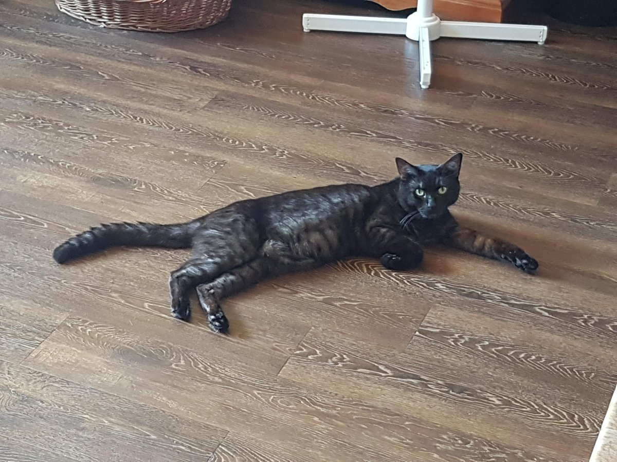 Бенгальская кошка меланистик