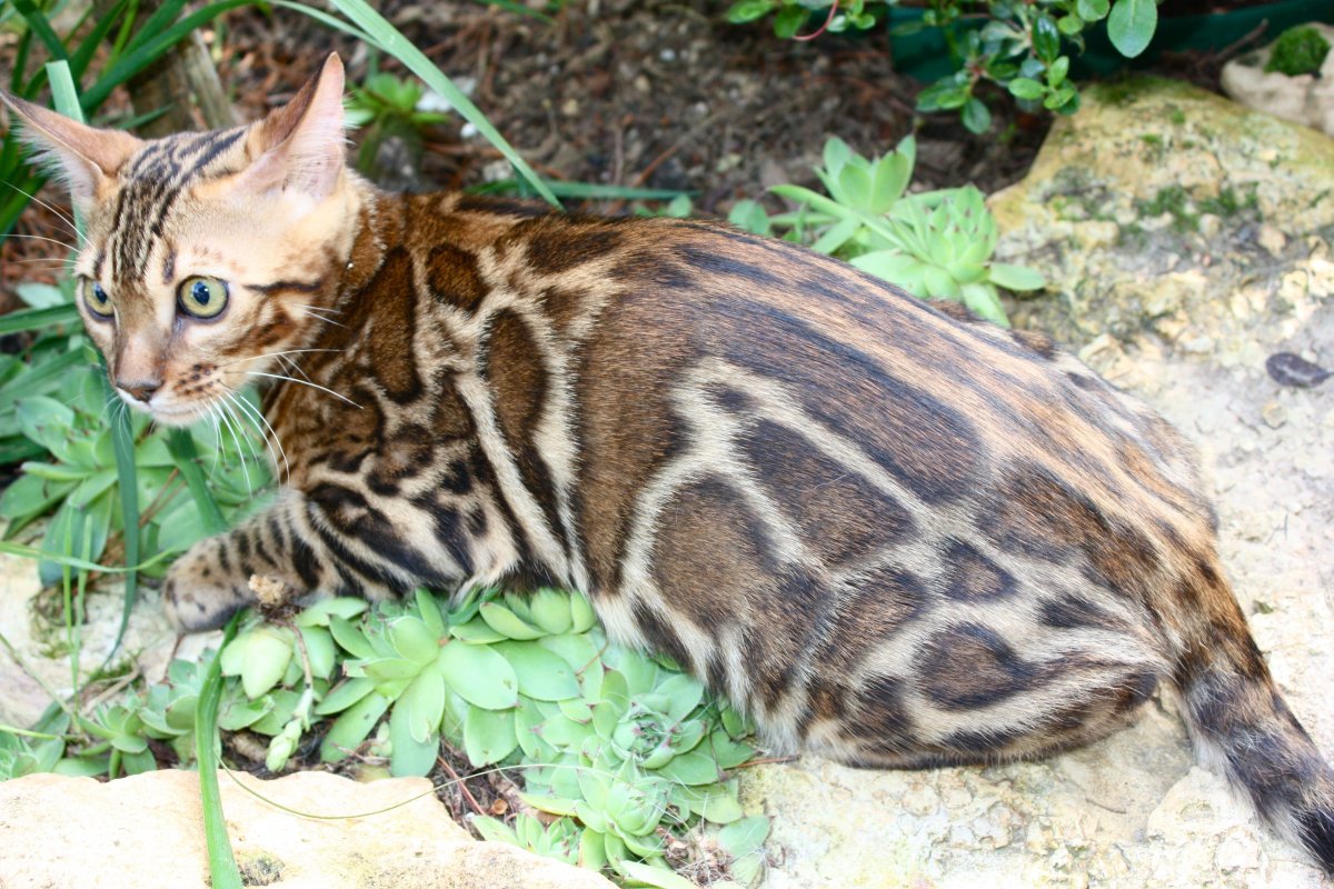 Кошка Темминка черная