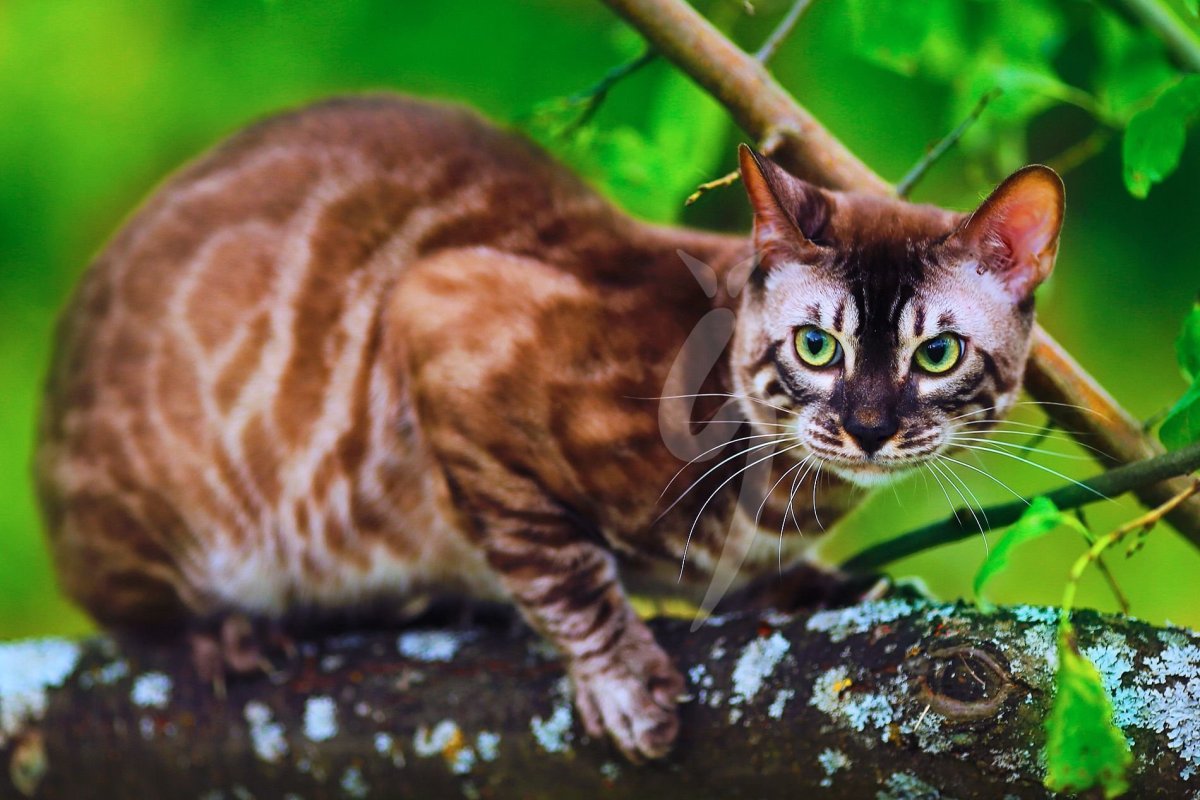 Саванна меланистик