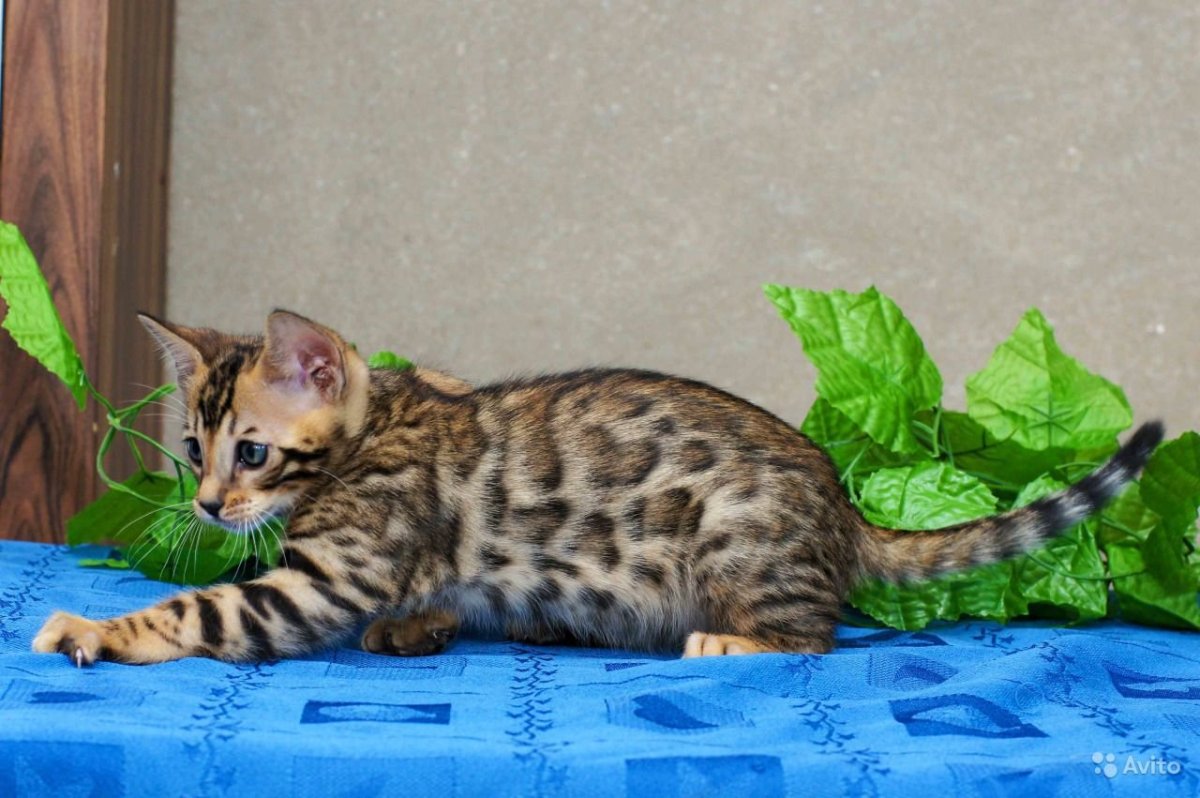 Бенгальская кошка меланистик мраморная