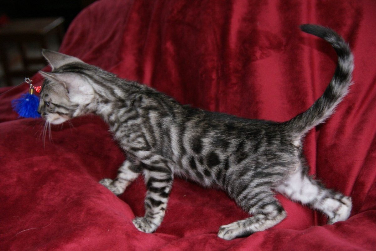 Чаркоал бенгал