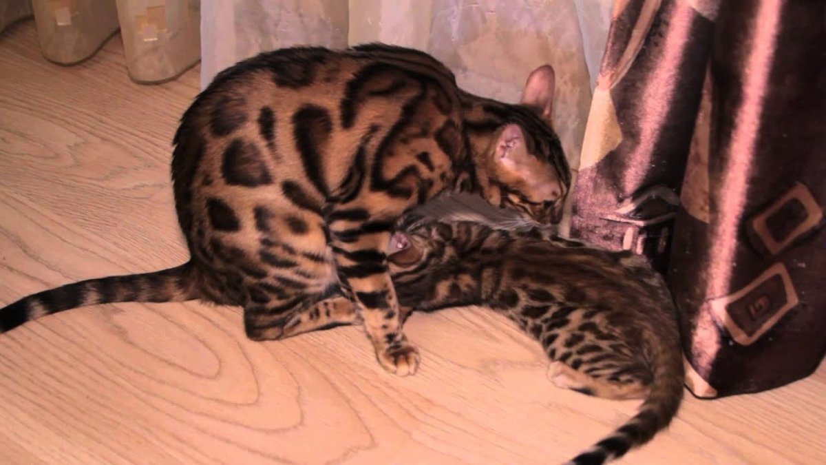 Бенгал Браун табби Марбл