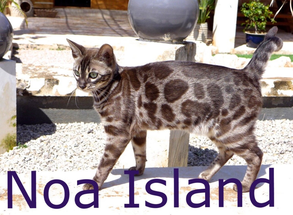 Бенгальская кошка в прыжке