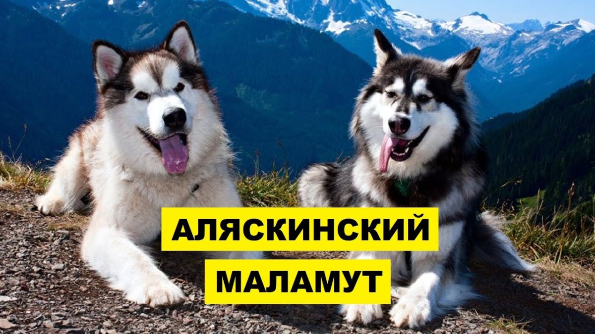 Щенки породы маламут