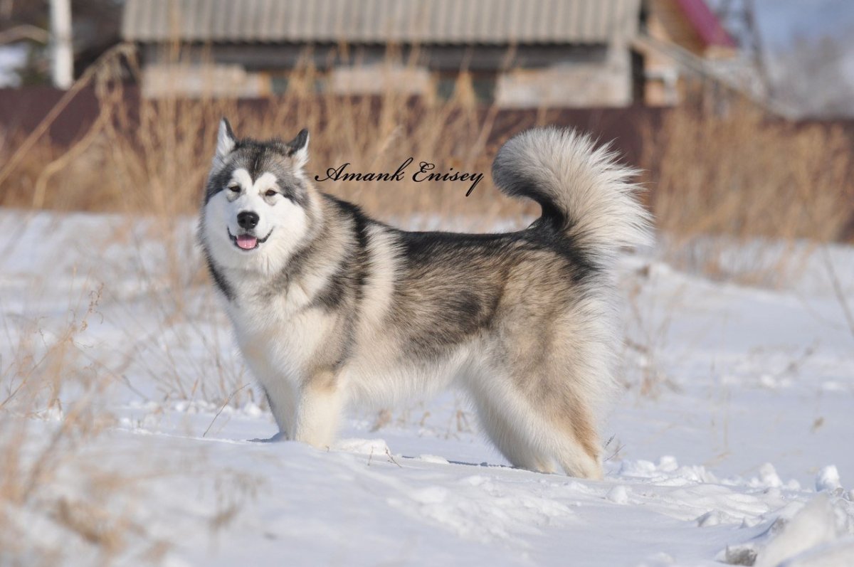Аляскинский маламут