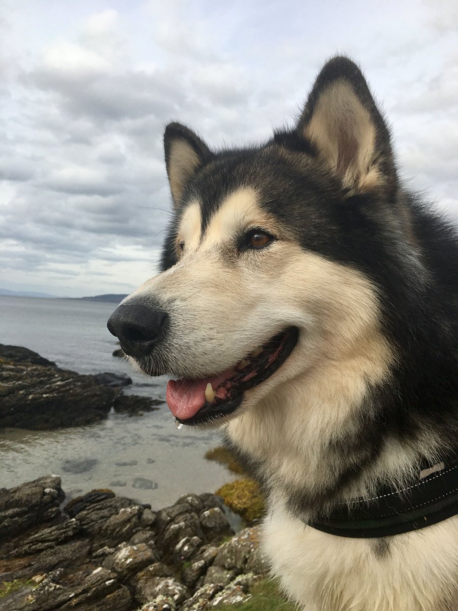 Маламут тибетский белый