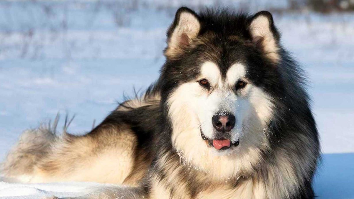 Аляскинский маламут породы собак
