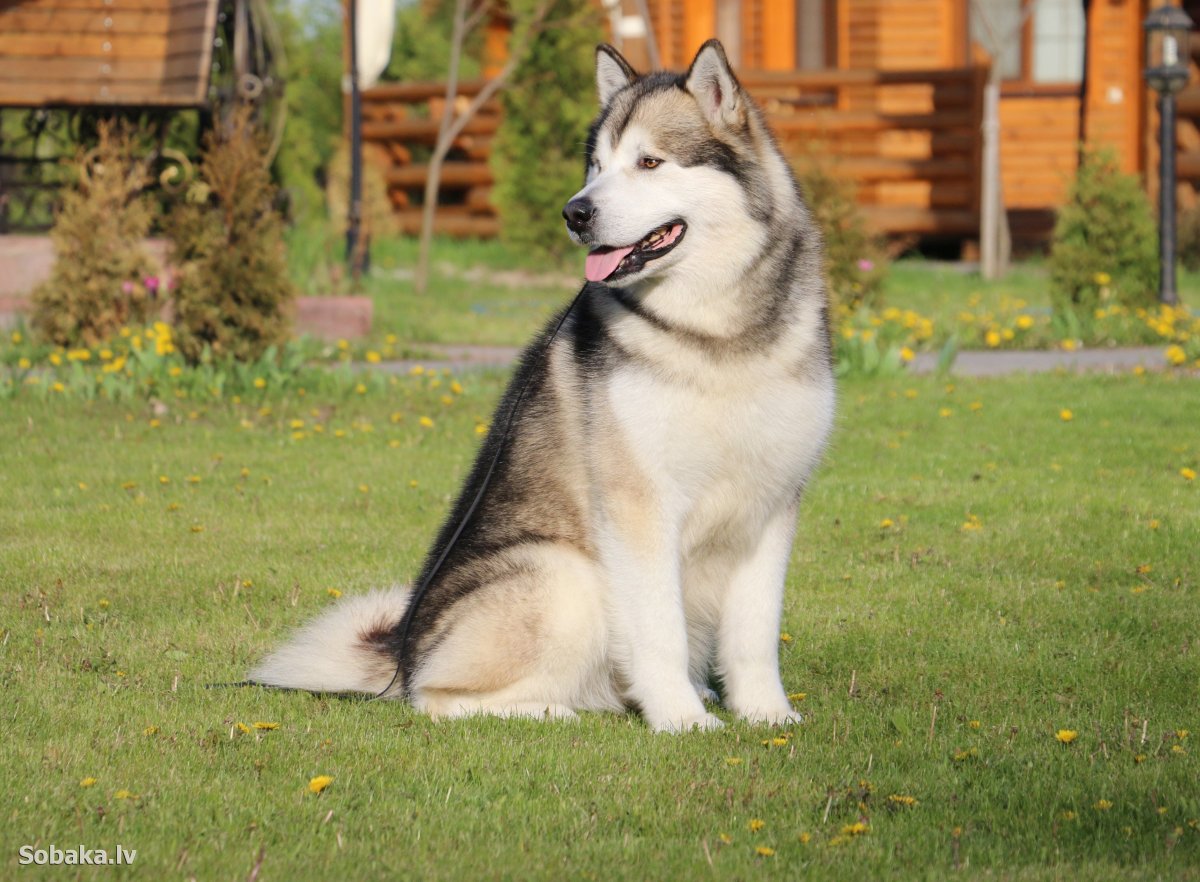 Маламут тибетский