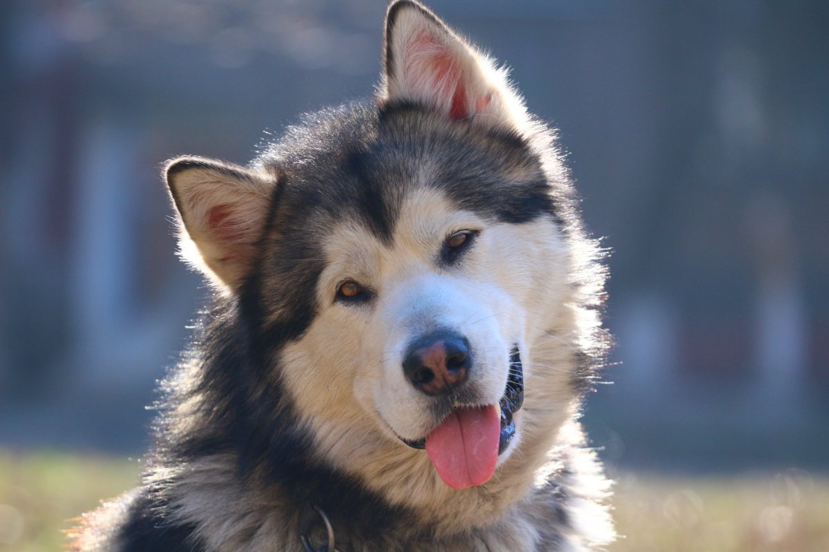 Аляскинский маламут