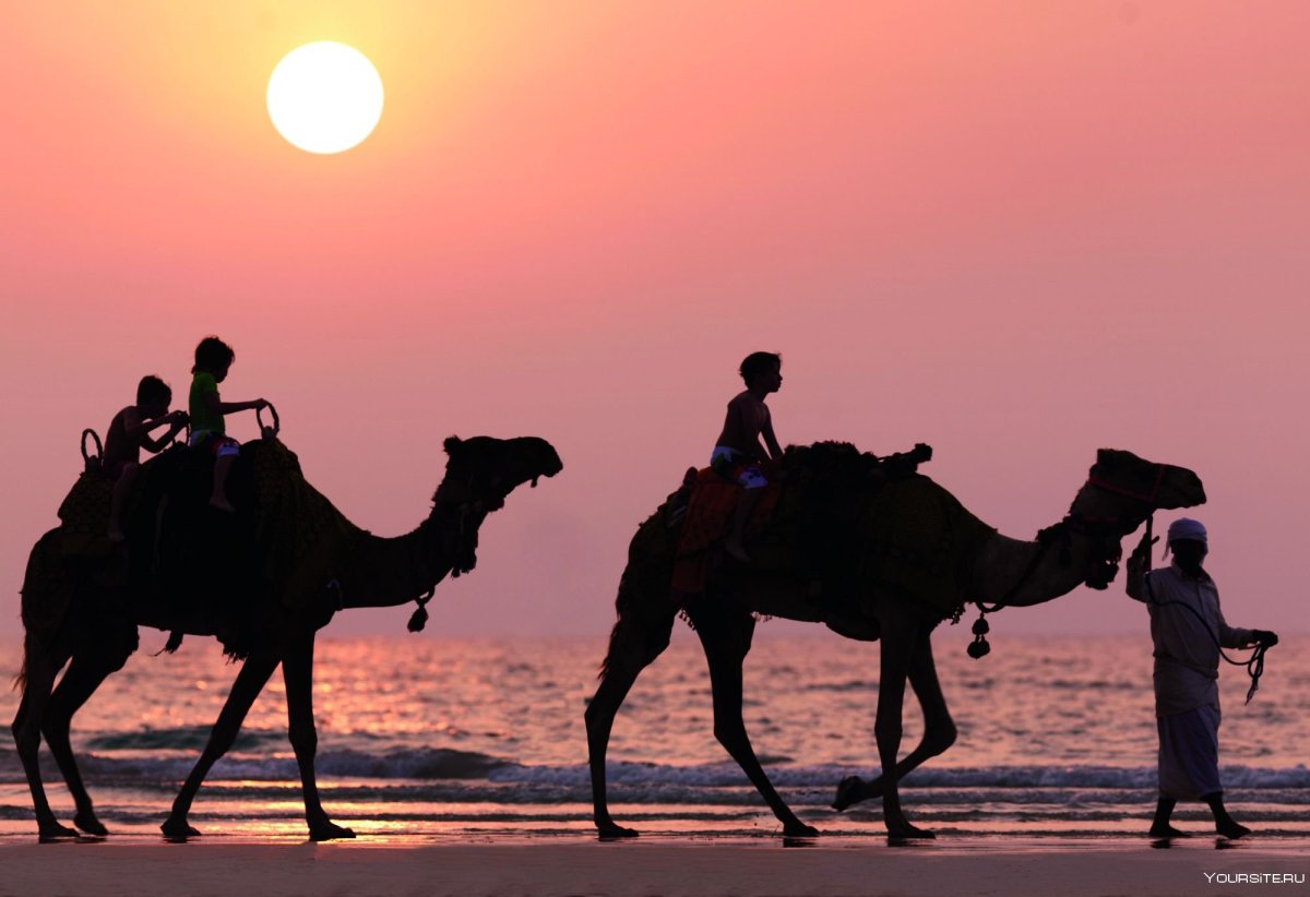 ОАЭ Верблюды