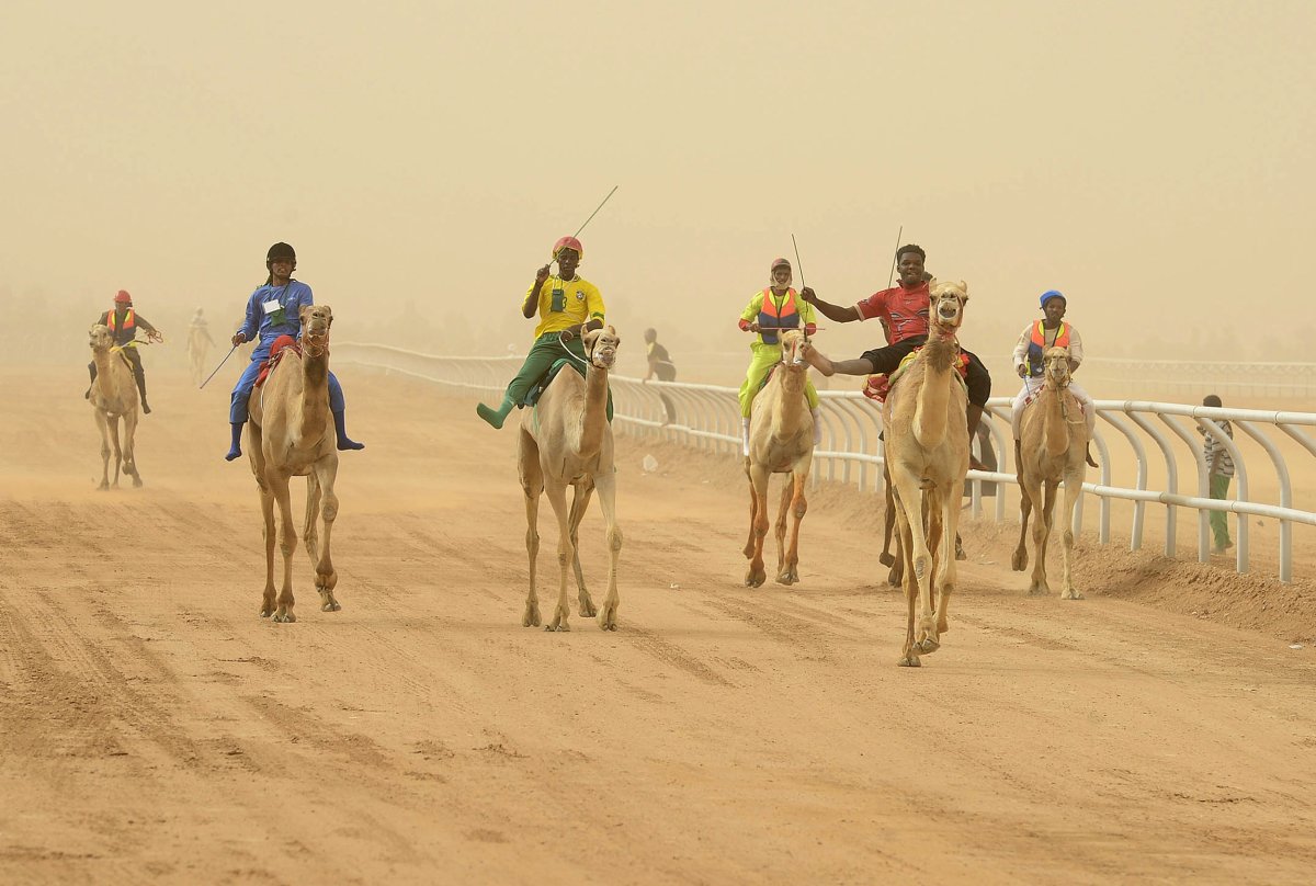 Гонки на верблюдах