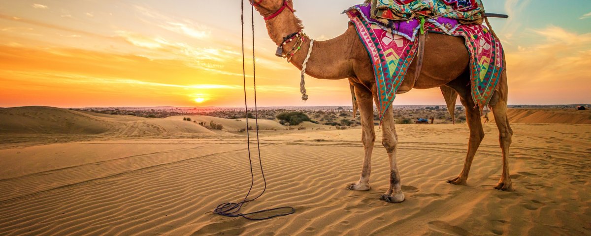 Верблюд фон