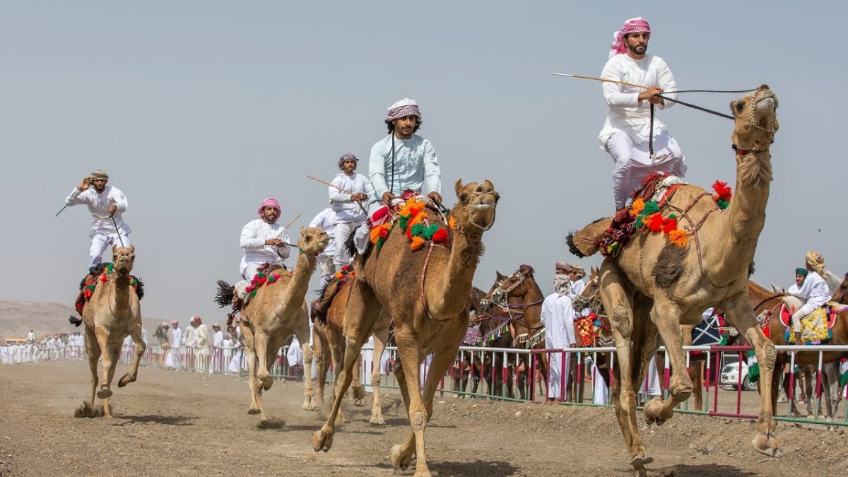 Оман верблюжьи бега