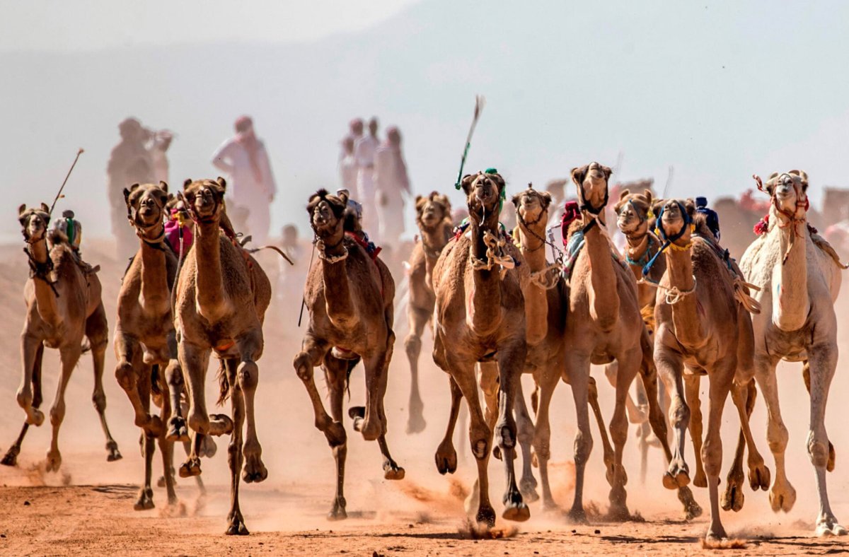 Гонки на верблюдах бедуины