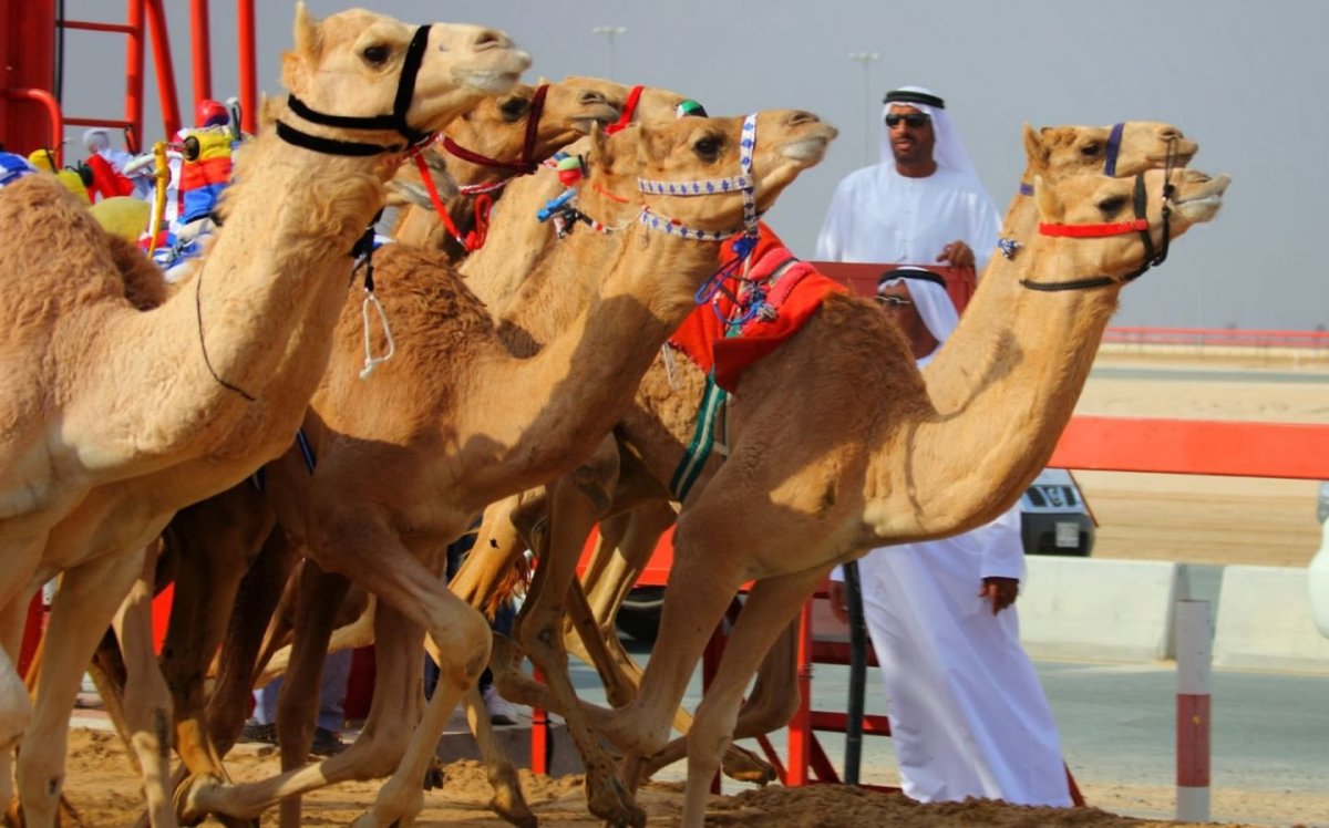Верблюжьи бега в ОАЭ