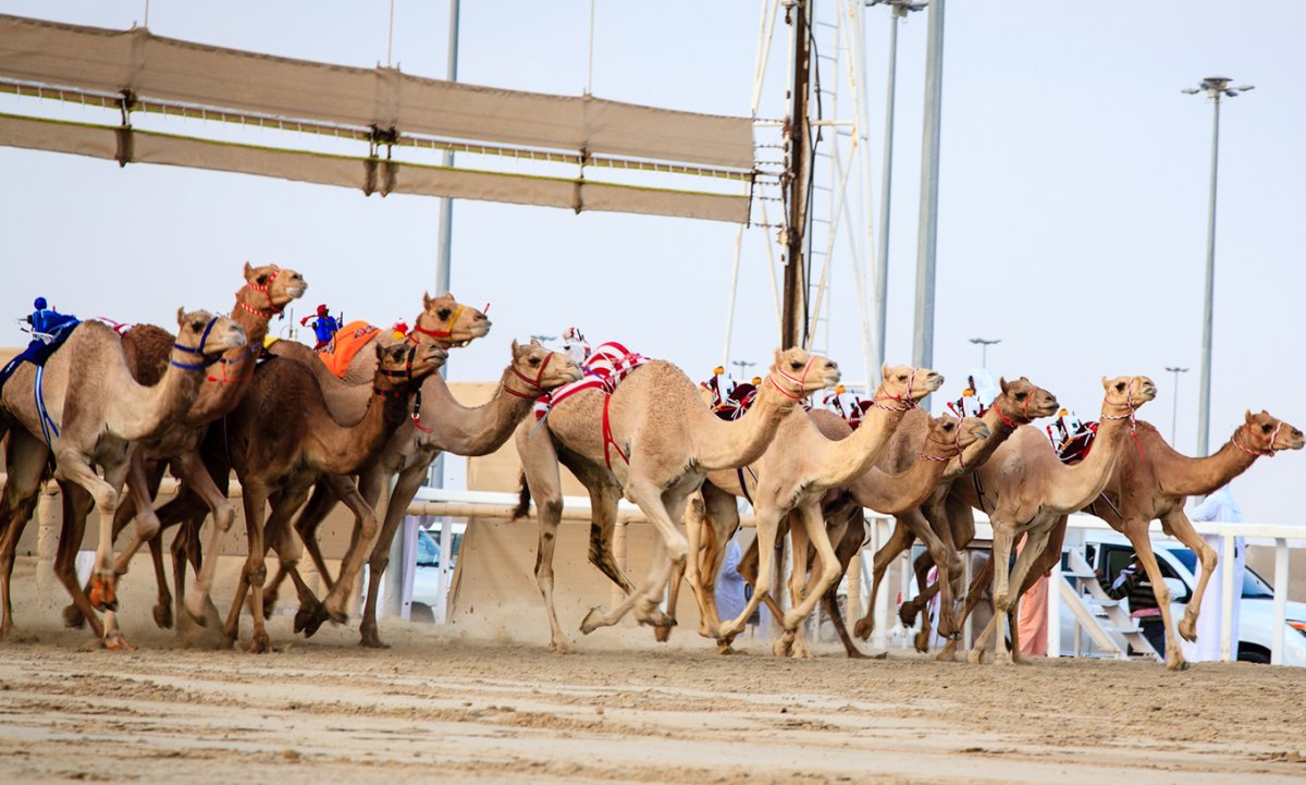 Dubai Camel Racing