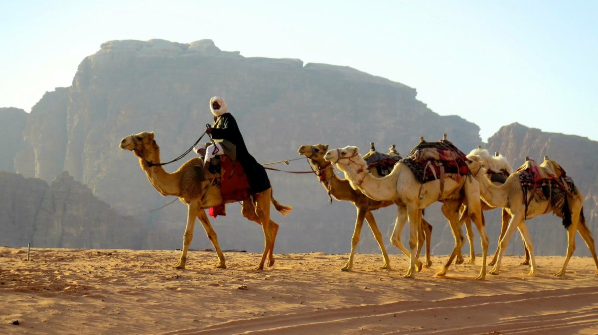 Основное занятие бедуинов было