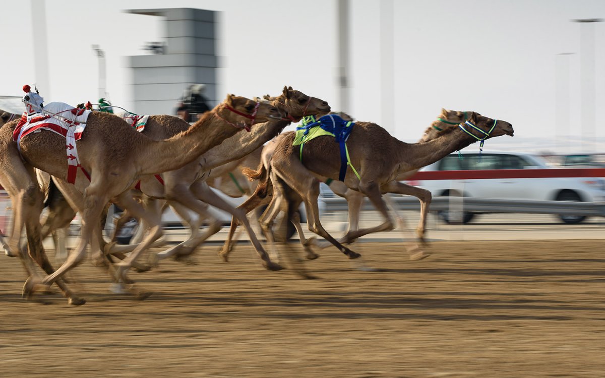 Верблюд для скачек