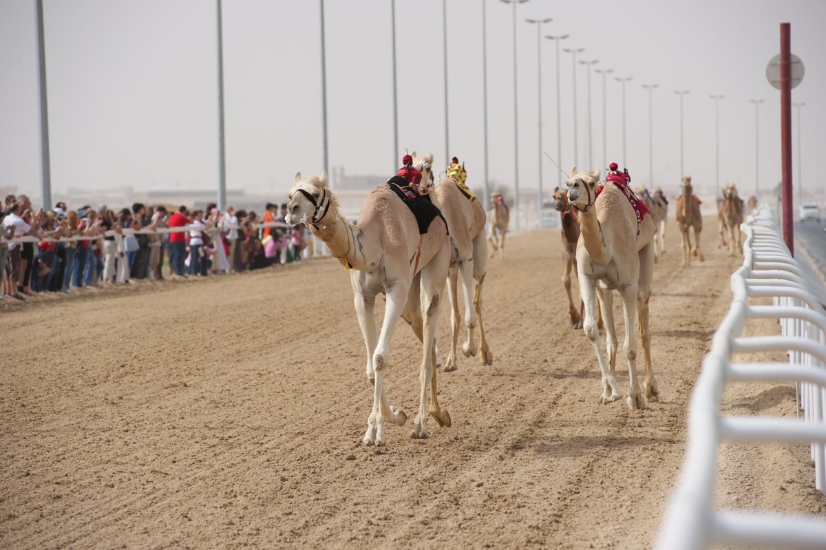 Верблюжий ипподром Dubai Camel Race track