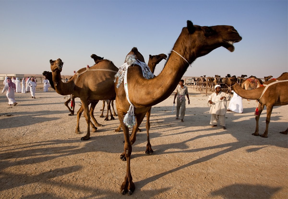 Верховой верблюд