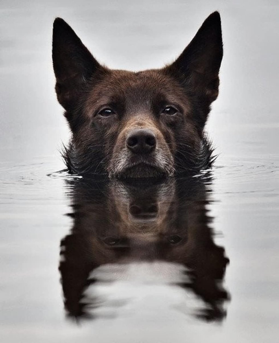 Австралийский келпи