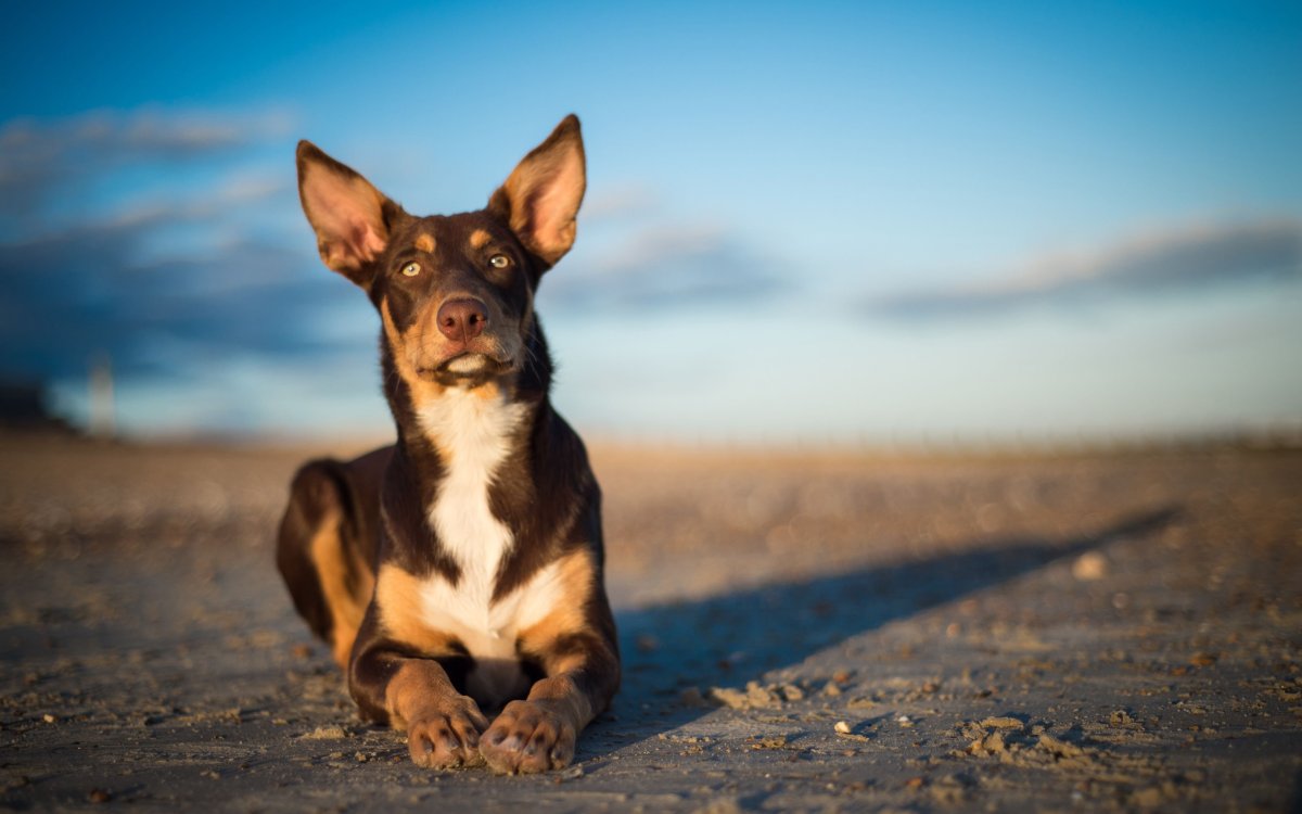 Собака блюр