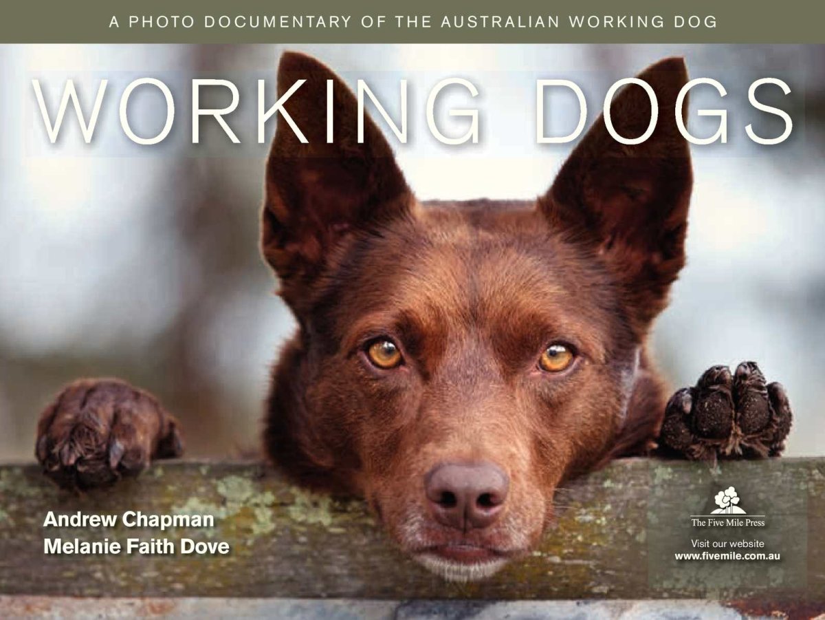 Три собаки сидят треугольником