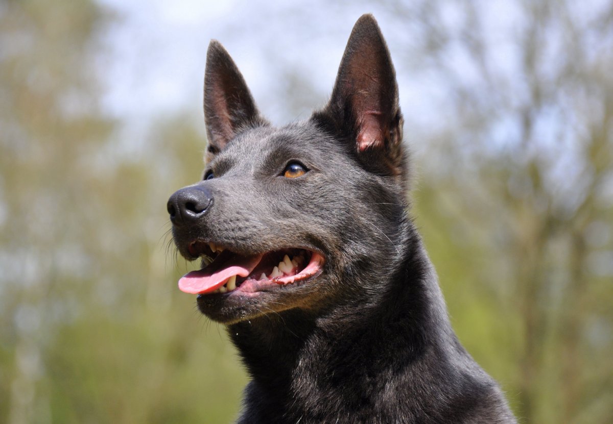 Порода собаки ориджинал