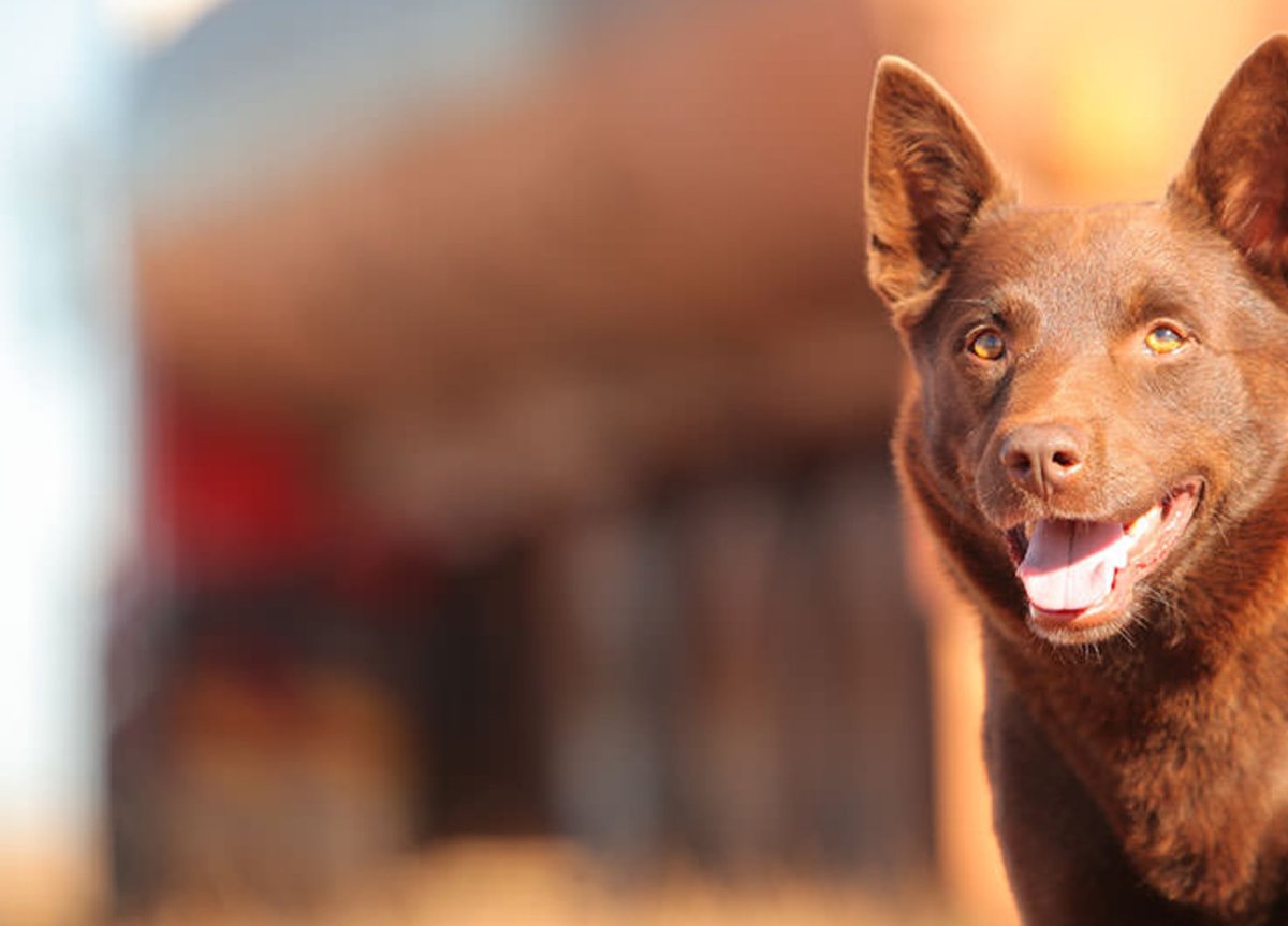 Порода австралийский келпи