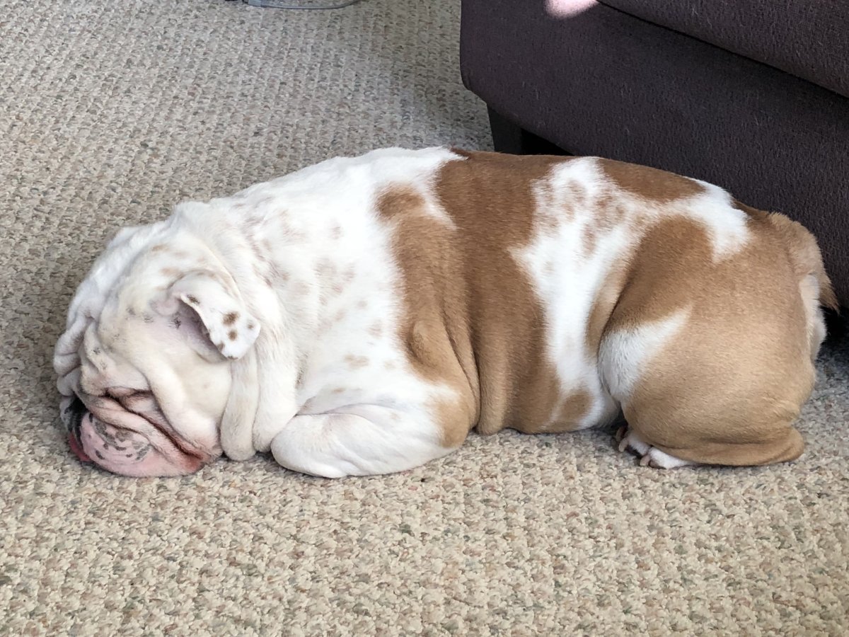 Бордер колли черный