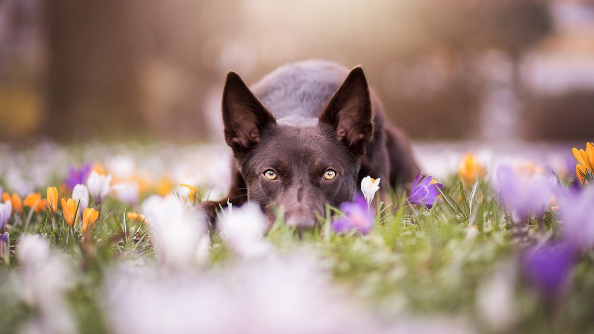 Австралийский келпи
