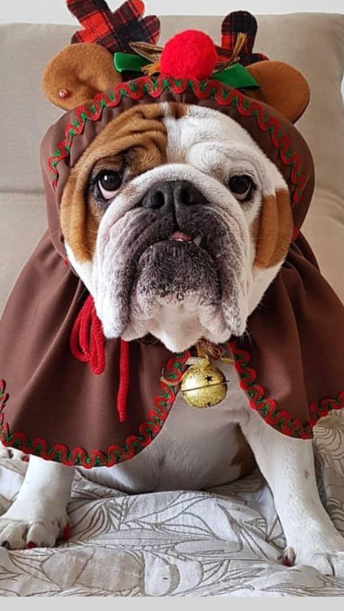 Длинношерстный французский бульдог