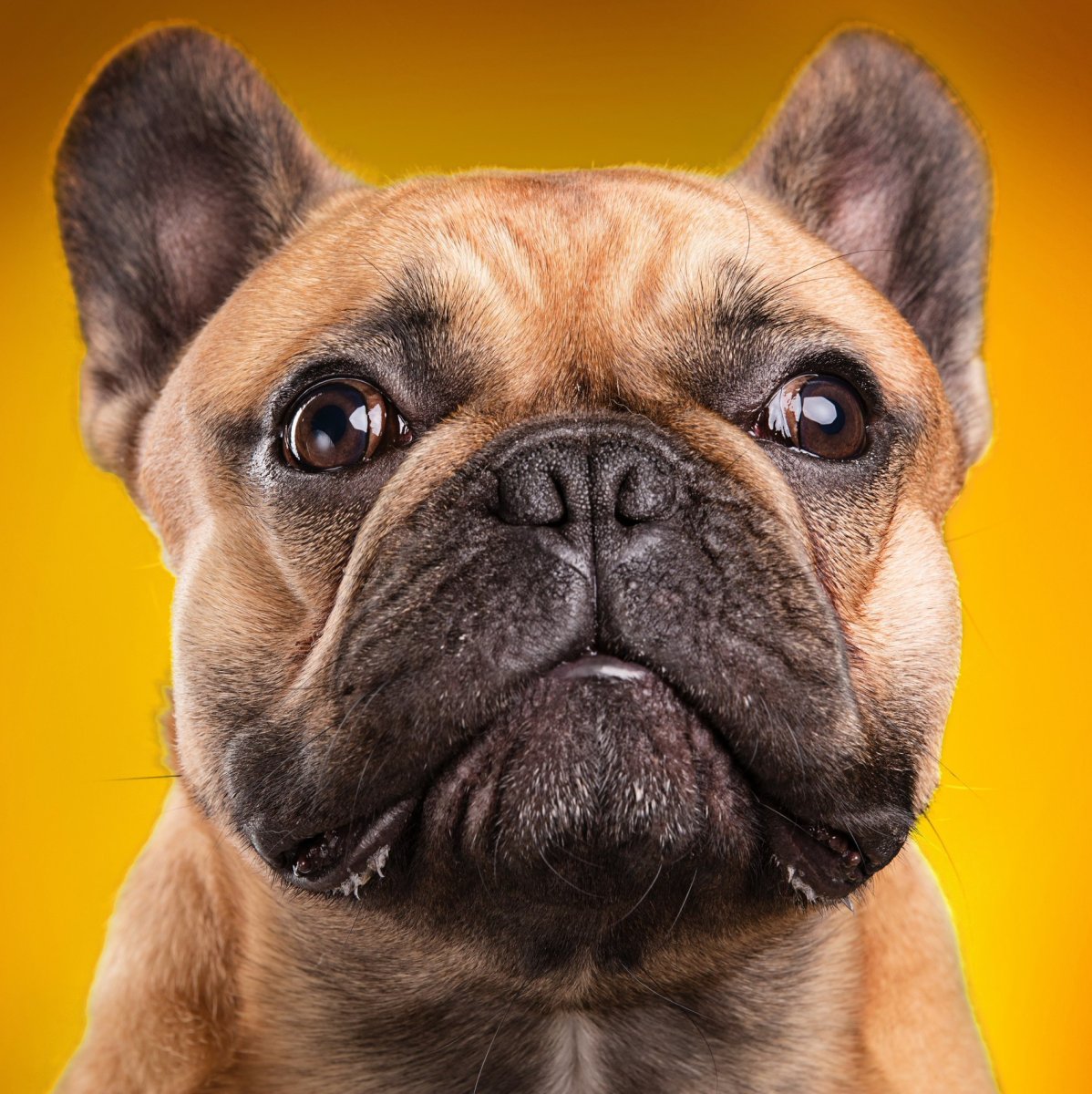 Чихуахуа кобби длинношерстный