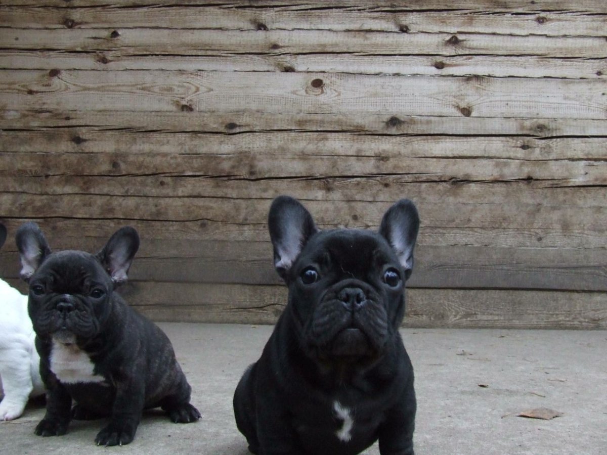 Французский бульдог мини