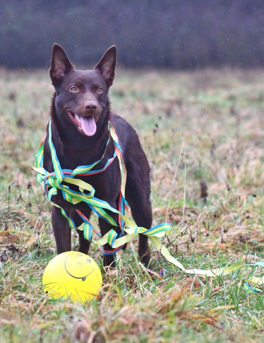 Австралийский келпи 3 месяца